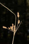 Canby's bulrush